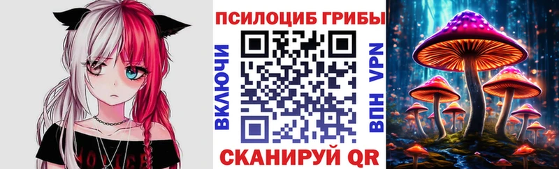 где купить наркотик  Новотитаровская  Галлюциногенные грибы Psilocybe 